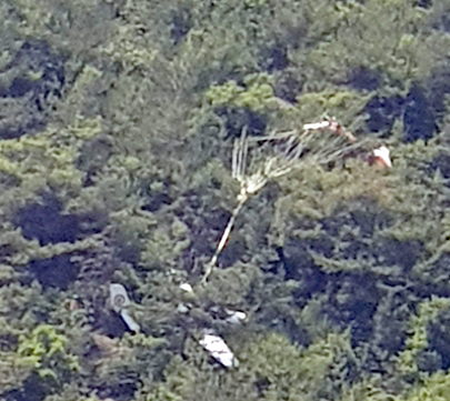 13일 오후 2시께 전남 여수시 소라면 소라초등학교 뒷편 야산에 경비행기가 추락했다. / 사진=전남 여수경찰 제공