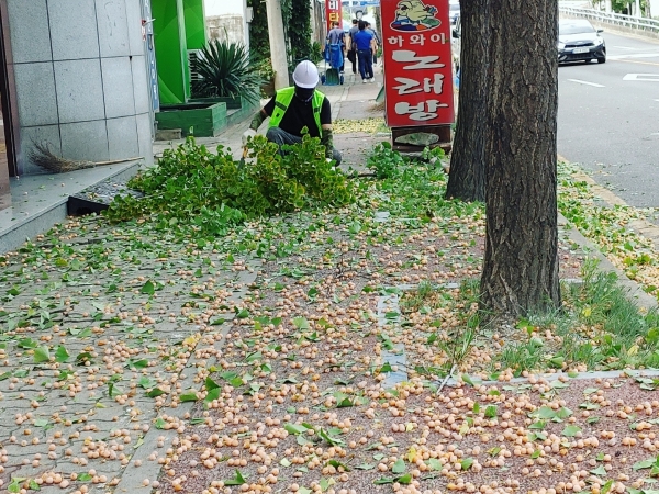광주광역시 서구청 공원녹지과는 광천동의 한 도로변에 식재된 은행(암)나무 가로수 대한 열매 털기를 진행하고 있다./사진=강천기 시민기자