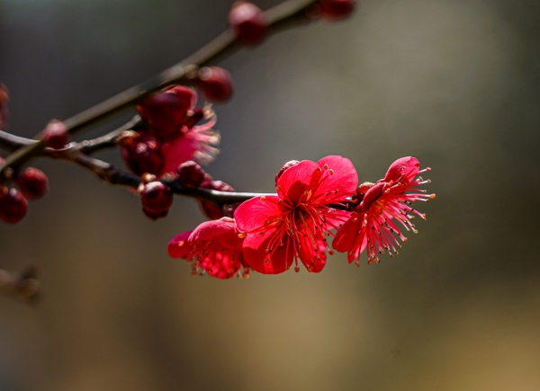 광주 북구 중외공원에는 군락을 이루며 심어진 홍매화 나무에붉게 꽃이 피기 시작하여 봄을 유혹하고 있다./신종천 선임기자
