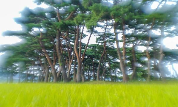 사진작가 김규종 “소나무 빛 그리다” 사진 작품중 에서 "송림속 하루" [액자크기 100x60cm]