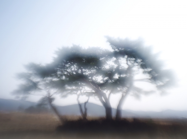사진작가 김규종 “소나무 빛 그리다” 사진 작품중 에서 '포항송' [액자크기 80x100cm]