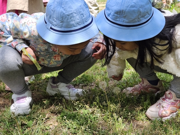 2023년에 실시한 '무등산 숲학교'에서 어린이들이 우리나라 야생화인 민들레를 관찰 하고있다./무등산동부사무소 제공