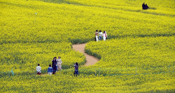 고창 학원농장에는 광활한 유채밭이 펼쳐져 관광객들이 꽃길을 걷고 있다.신종천 선임기자