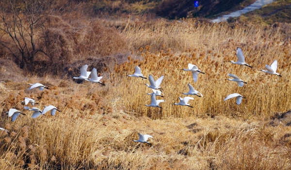 영산강에는 매서운 찬바람이 불어오는 가운데 겨울 철새인 노랑부리저어새가 추위를 견디기 위해 한곳에 모여 햇볕을 쬐고 있다./신종천 선임기자