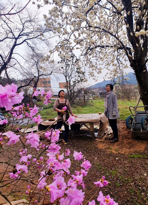 25일 광주 북구의 한 가정집 마당에는 진달래, 목련꽃 등이 평년보다 1~2주가량 빨리 피어 사람들이 꽃을 보며 봄을 만끽하고 있다./ 신종천 선임기자