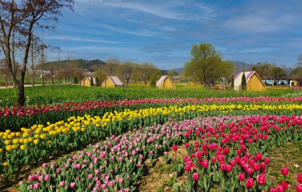 ​4월 1일 정원박람회와 가든스테이 쉴랑게 오픈 모습, 벚꽃과 튤립, 루피너스가 긴 추위를 이겨내고 화려하게 꽃을 피워 쉴랑게 고객을 맞이하고 있다./김은조 기자​