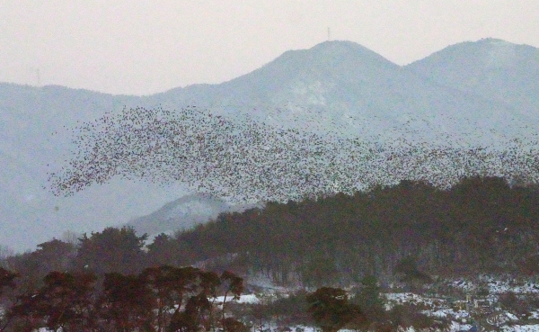 27일 오후 5시 30분께 전북 고창군 동림저수지에서 '겨울 손님' 가창오리 수십만 마리가 공중에서 화려한 군무(群舞)를 펼쳐 보이고 있다./신종천 선임기자