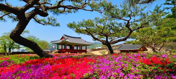 [사진화보] 전북 고창읍성의 봄...붉게 핀 철쭉 '만개'